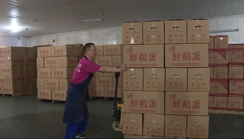 80萬只蛋雞的夏天 養得好，蛋才鮮