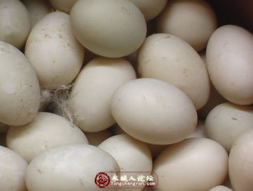 長期銷售鮮蛋 松花蛋 咸鴨蛋