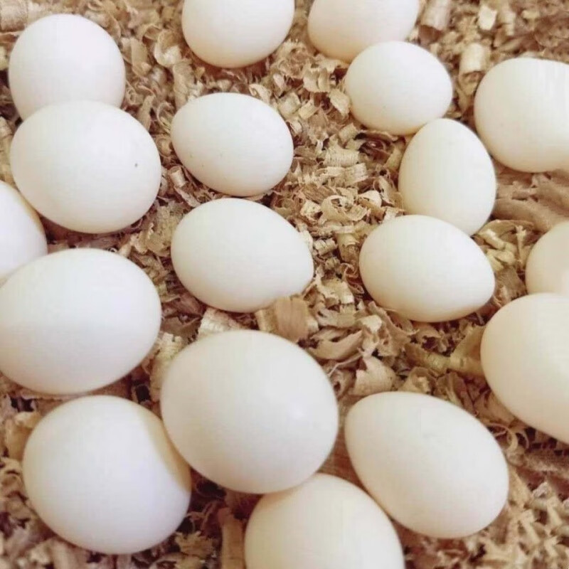 【速發】鳥蛋新鮮蛋受精鳥蛋八哥鳥蛋牡丹種蛋玄鳳虎皮鸚鵡文鳥七彩